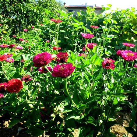 Dom wakacyjny Casa Rondini, Organic Farm Montegabbione