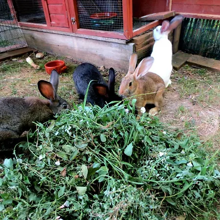 Casa Rondini, Organic Farm 度假居