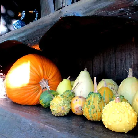 Casa Rondini, Organic Farm Dom wakacyjny Montegabbione