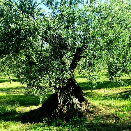 Casa Rondini, Organic Farm Montegabbione