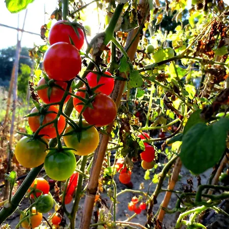 Dom wakacyjny Casa Rondini, Organic Farm