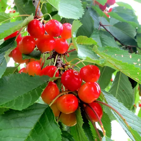 度假居 Casa Rondini, Organic Farm *