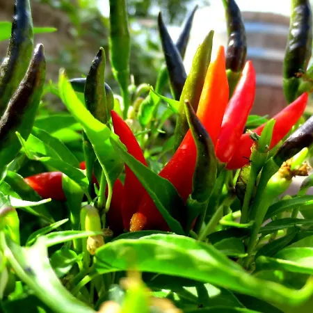 Casa Rondini, Organic Farm Dom wakacyjny *