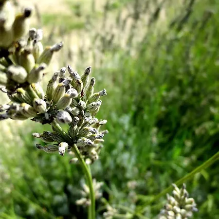 Casa Rondini, Organic Farm 度假居 *
