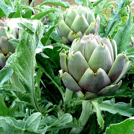Casa Rondini, Organic Farm Dom wakacyjny Montegabbione