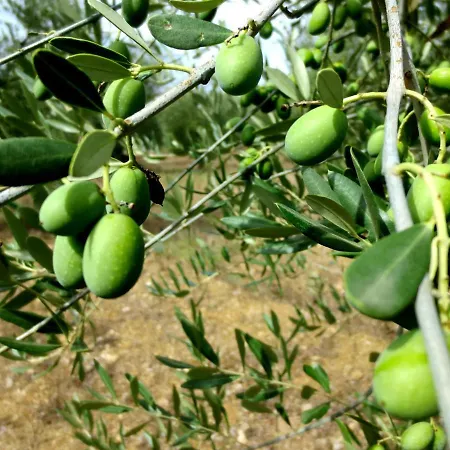 Casa Rondini, Organic Farm * Montegabbione