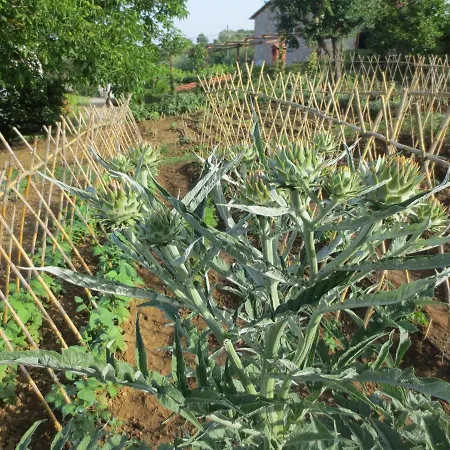 Dom wakacyjny Casa Rondini, Organic Farm