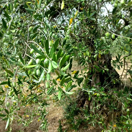 Dom wakacyjny Casa Rondini, Organic Farm