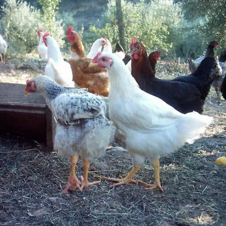 Casa Rondini, Organic Farm *